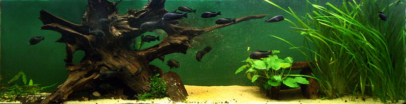 125G Tropheus tank