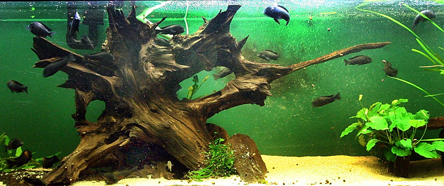 Wood For Aquarium Decorations