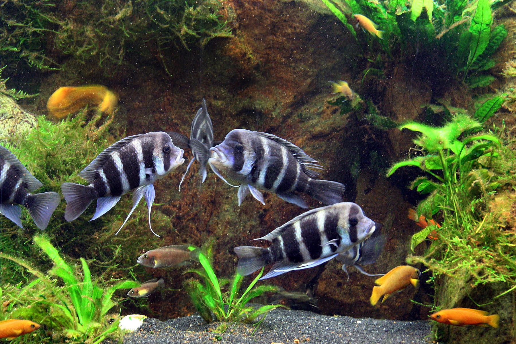 Frontosa