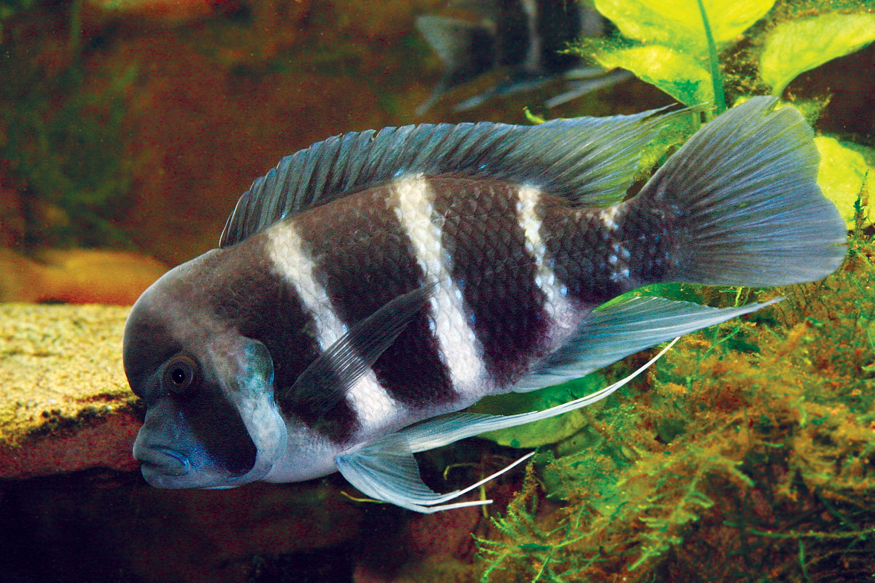 Frontosa