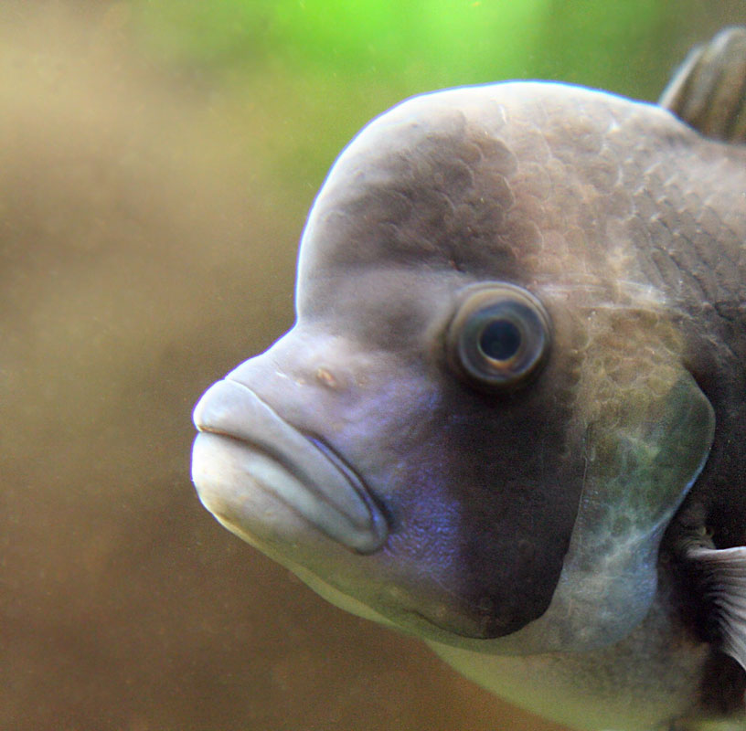 Frontosa
