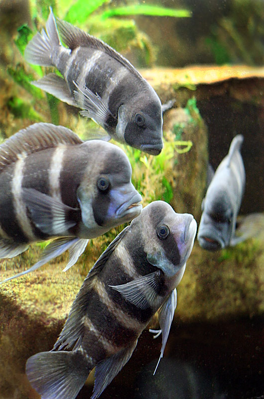 Frontosa