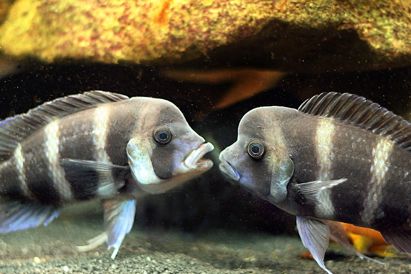 Frontosa