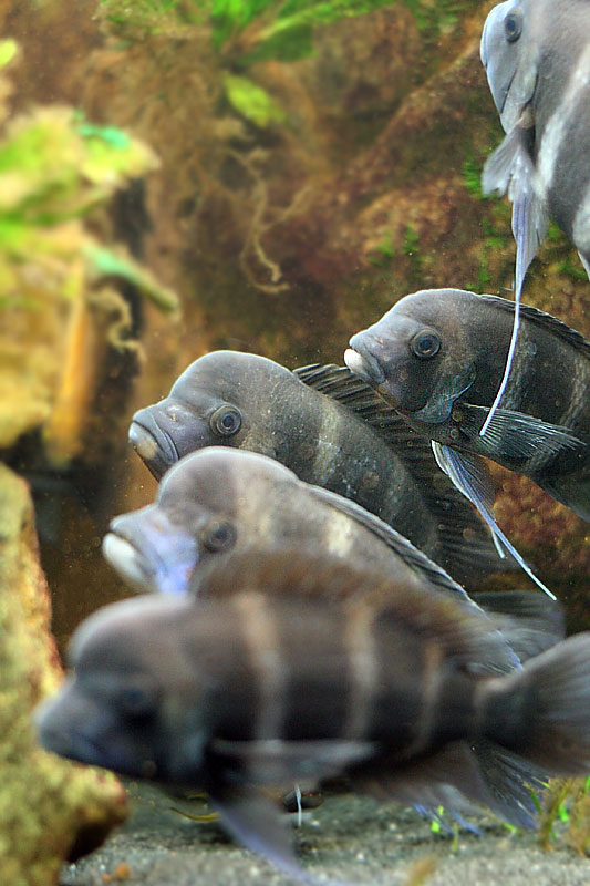 Frontosa