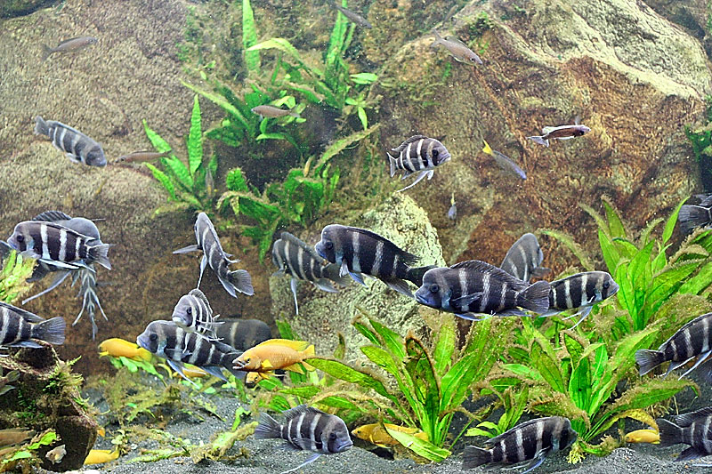 Frontosa