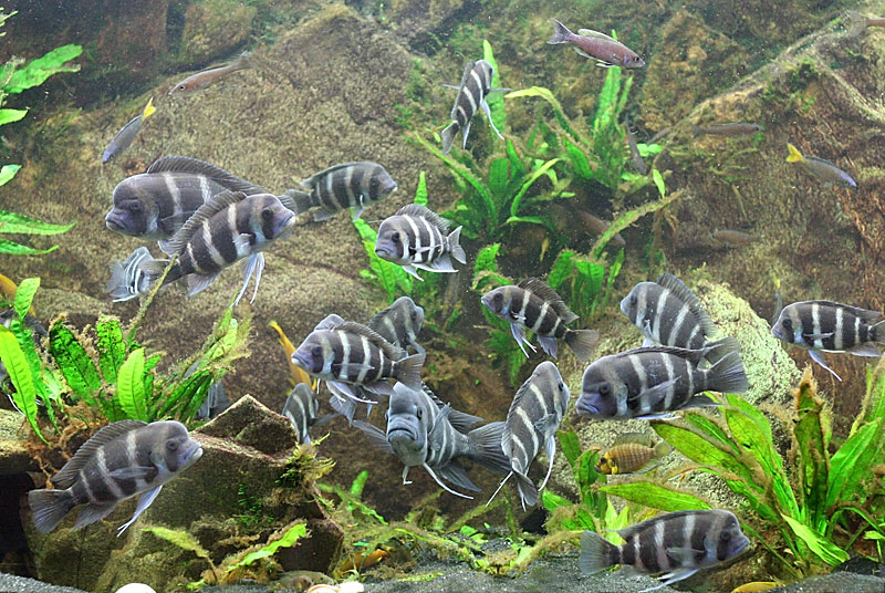 Frontosa