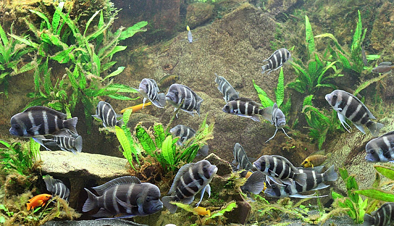 Frontosa