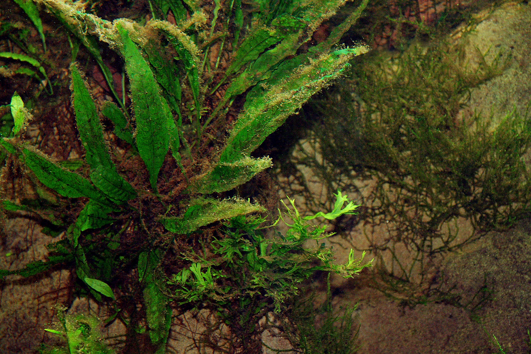 fmueller.com » Java fern (Microsorum pteropus)