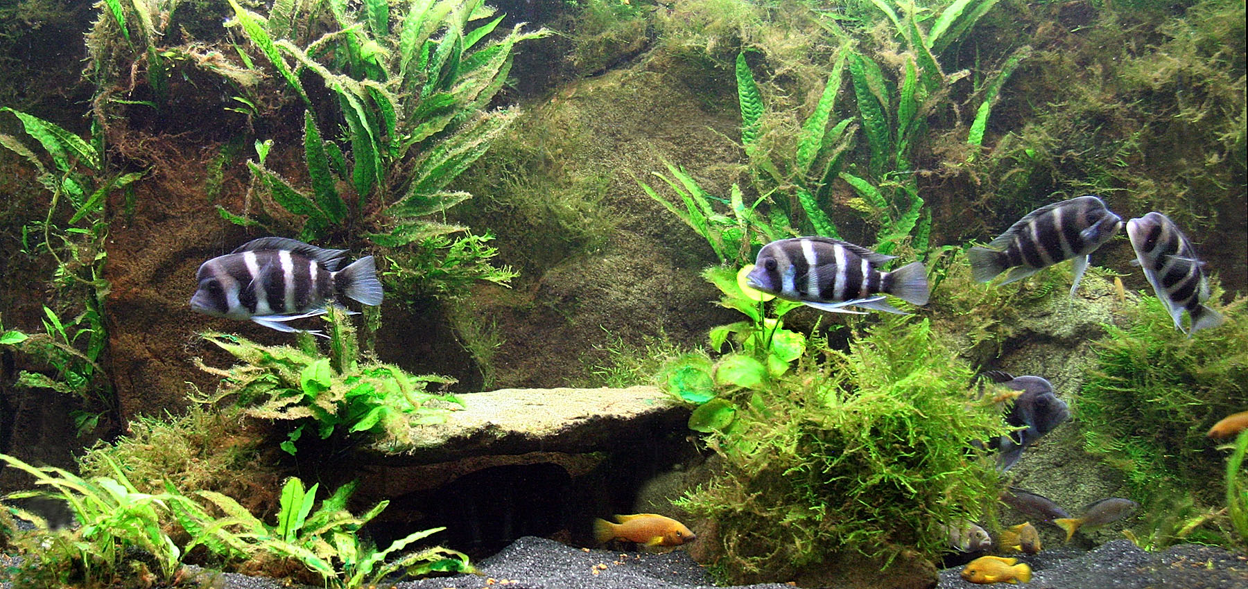 Frontosa