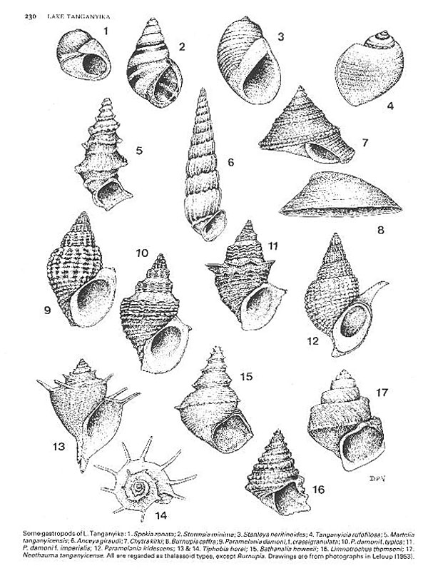 tanganyika-snails.jpg