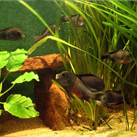 125G Tropheus