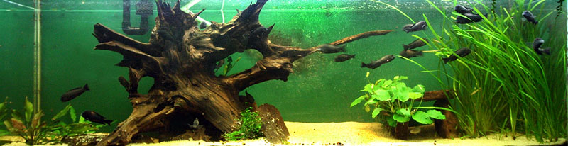 125G Tropheus tank