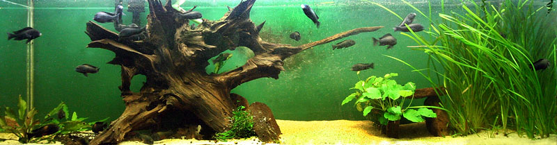 125G Tropheus tank