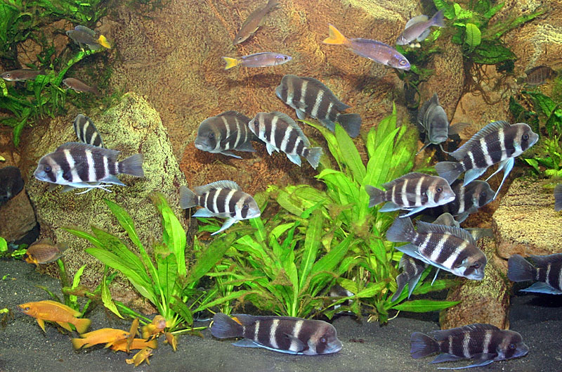 Amazon sword plant