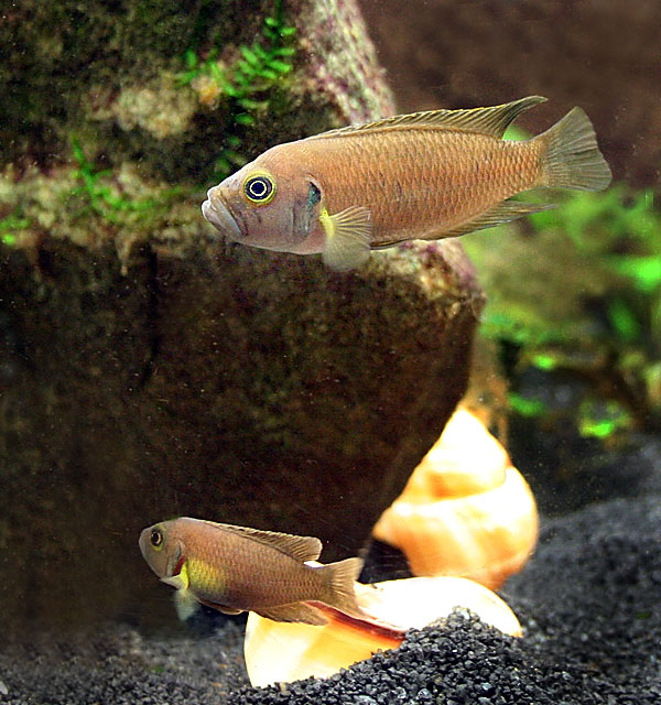 Brevis pair guarding shell