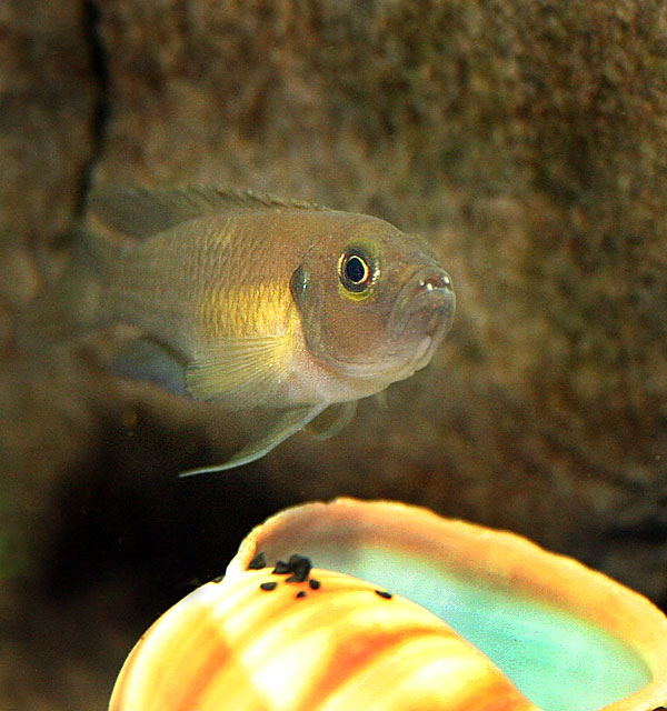 Brevis female over shell