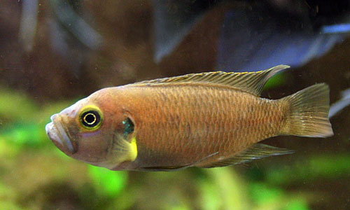 N. brevis