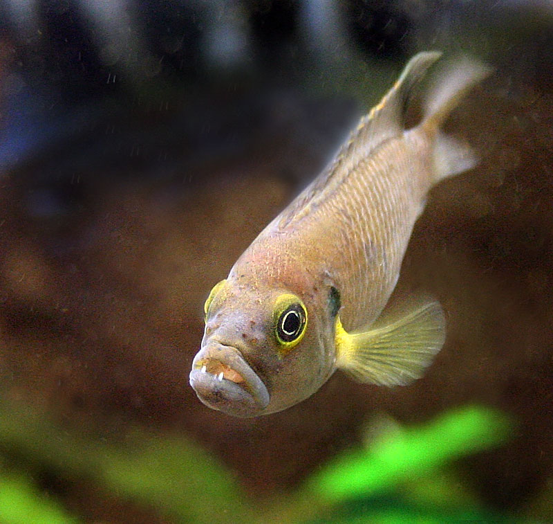 N. brevis