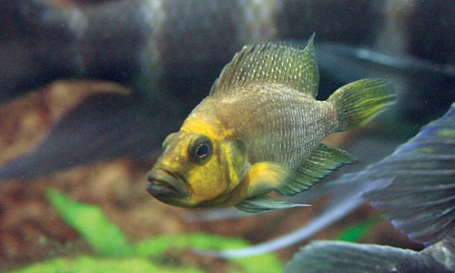 Altolamprologus compressiceps