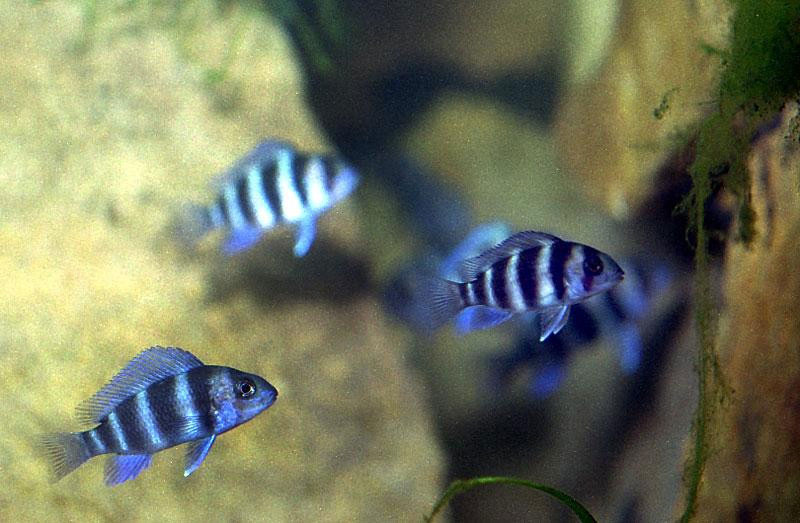 Frontosa
