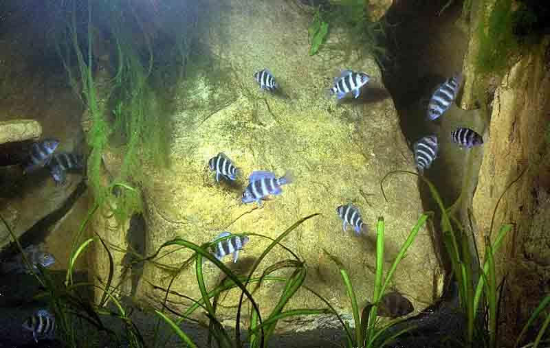 Frontosa
