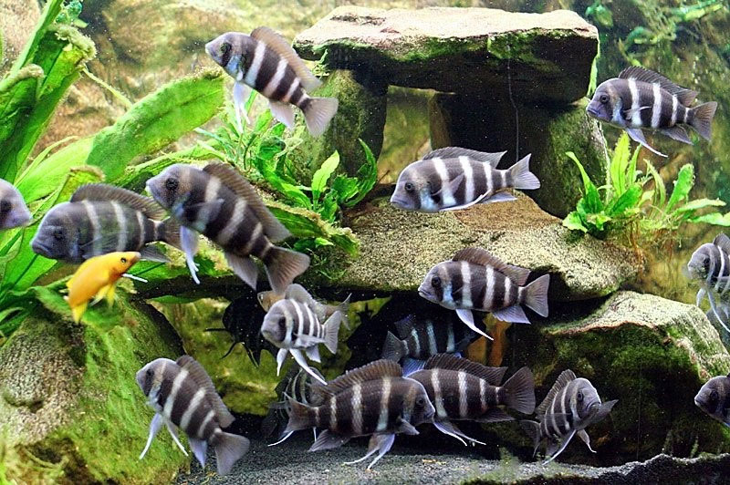 Frontosa