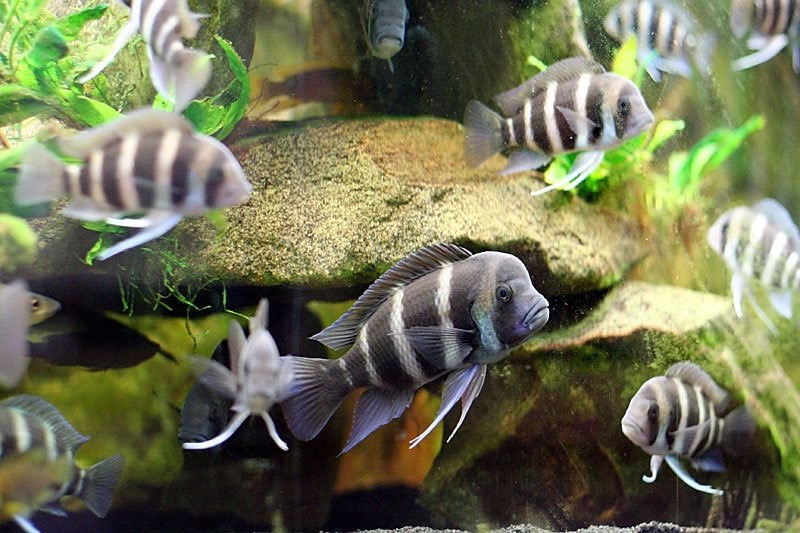 Frontosa