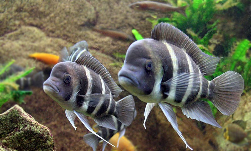 Frontosa