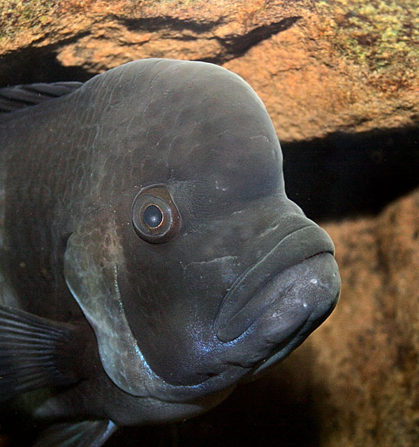 Frontosa alpha male
