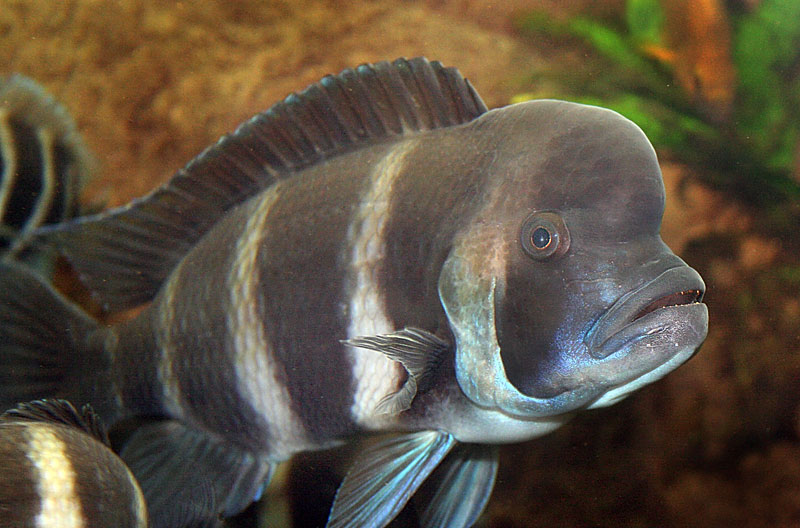 Frontosa-alpha-male
