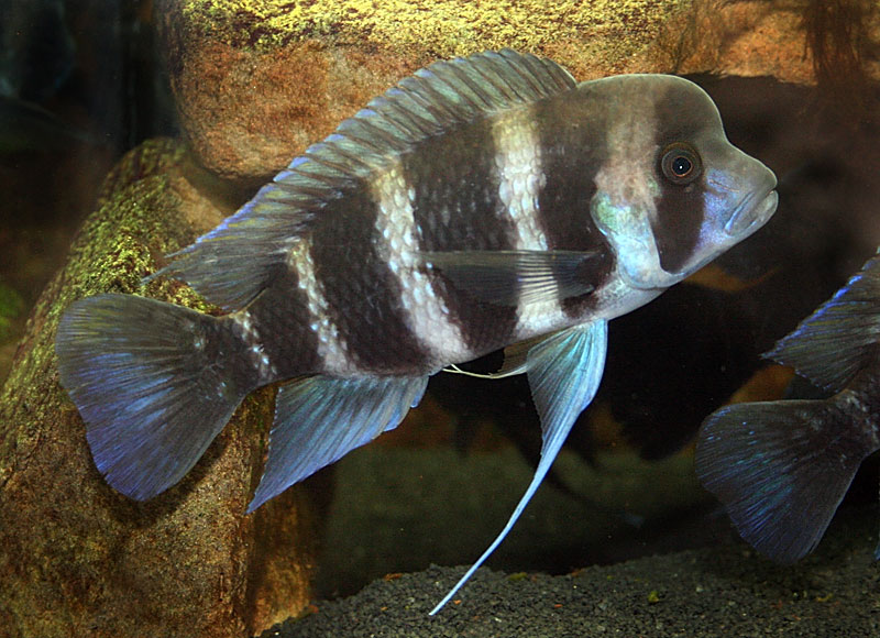 Frontosa