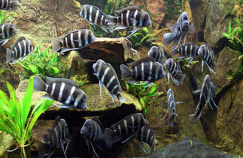 Frontosa