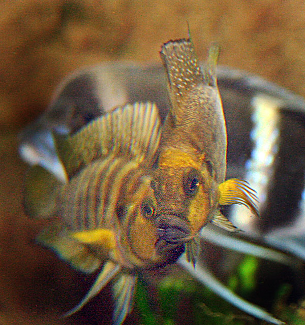 Altolamprologus compressiceps