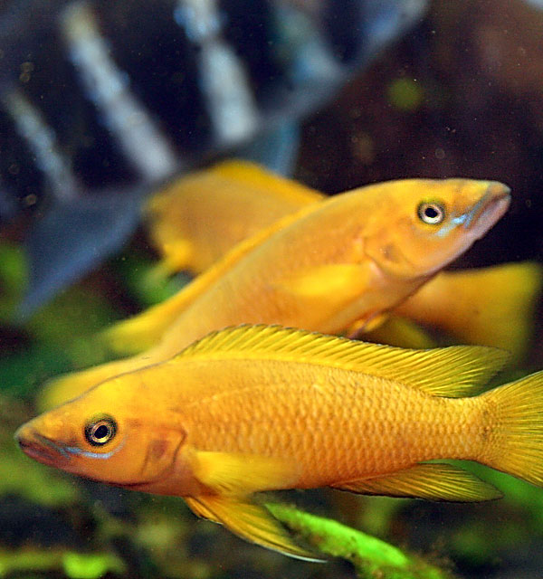 N. leleupi