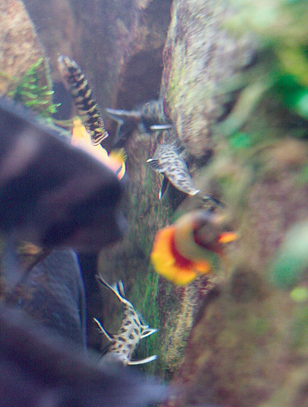 Synodontis petricola