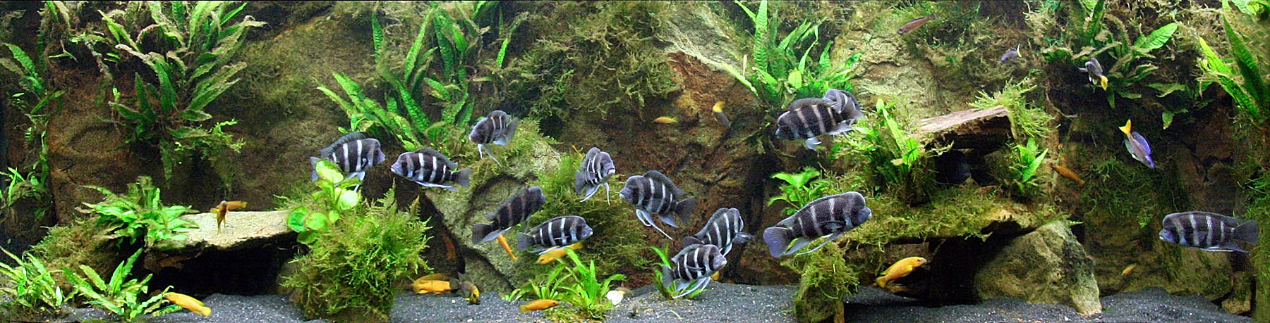 Full Tank Shot January 2008