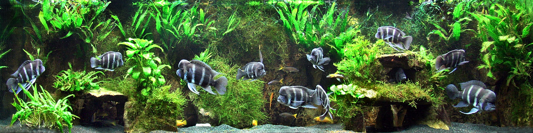Full Tank Shot January 2009
