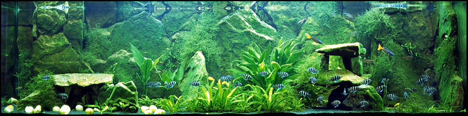Full Tank Shot July 2005