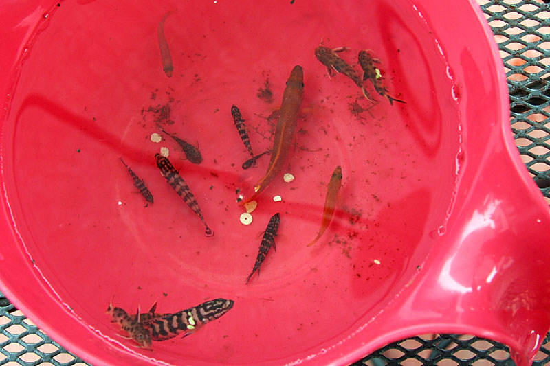 Sump Catch