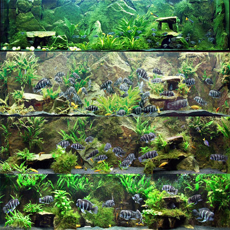 Full Tank Shot January 2009
