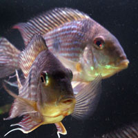 75G Geophagus