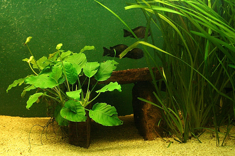 anubias-1.jpg