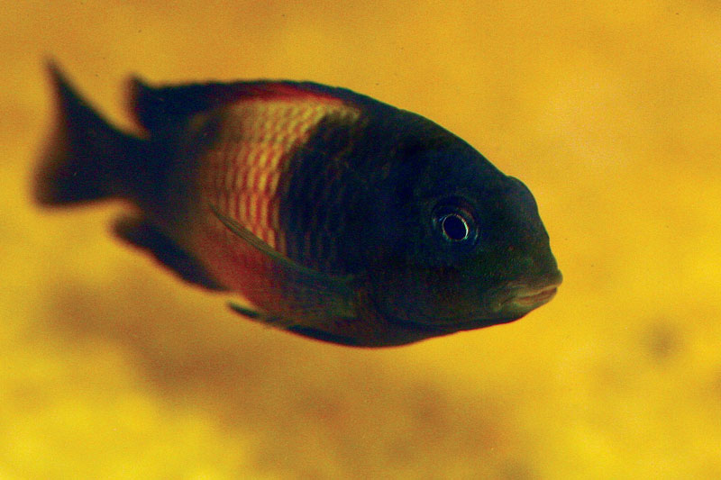 12-Tropheus.jpg