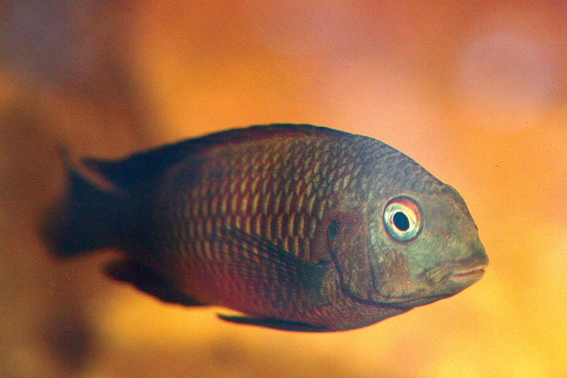 14-Tropheus.jpg