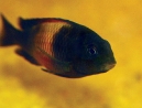 12-Tropheus.jpg