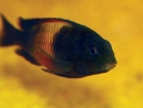 12-Tropheus.jpg