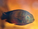 14-Tropheus.jpg