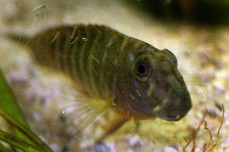 Goby-5-web.jpg