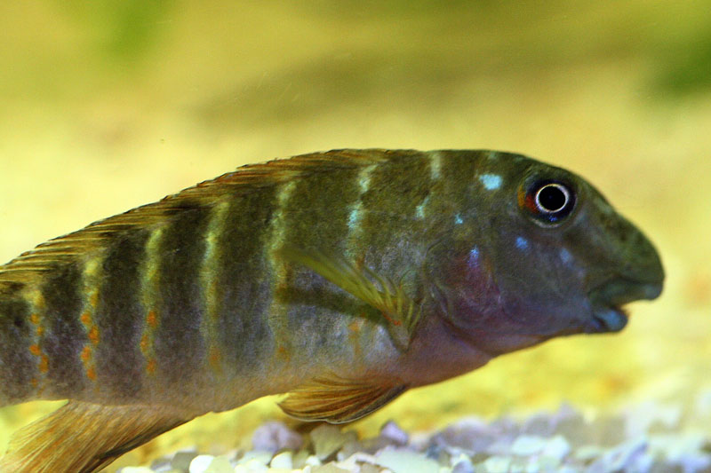 Goby-6-web.jpg