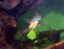 Goby-2-web.jpg